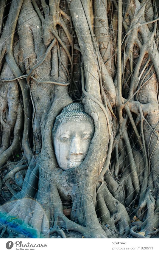 Wat Mahatat Art Sculpture Culture Nature Plant Tree Exotic Temple Wood Might Determination Adventure Ayutthaya Spirit Spirituality Buddhism Trust rootage