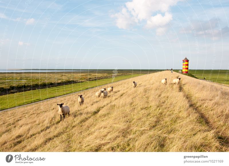Mähfritzen in front of lighthouse - Pilsumer lighthouse Vacation & Travel Summer vacation Beach Ocean Easter Wedding Landscape North Sea Dike Coast crumhorns