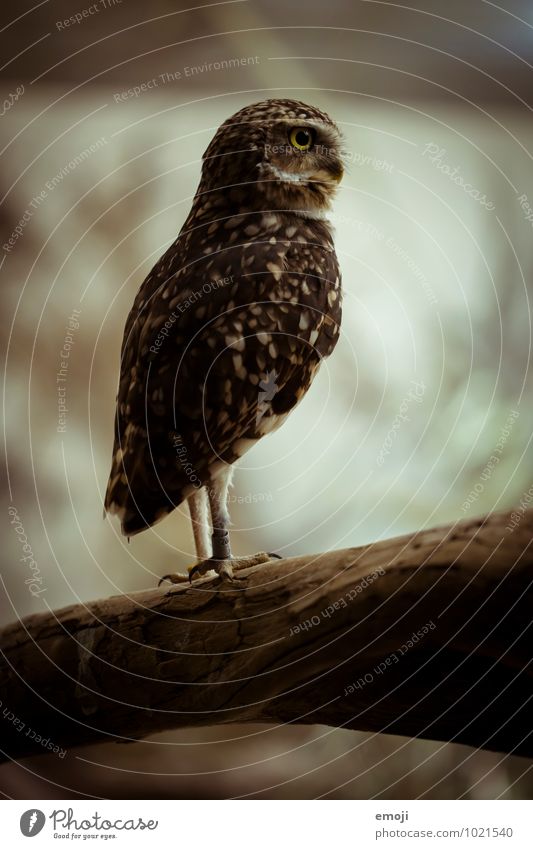 owl Animal Wing Zoo Owl birds 1 Baby animal Exceptional Dark Colour photo Exterior shot Deserted Day Twilight Low-key Shallow depth of field Full-length