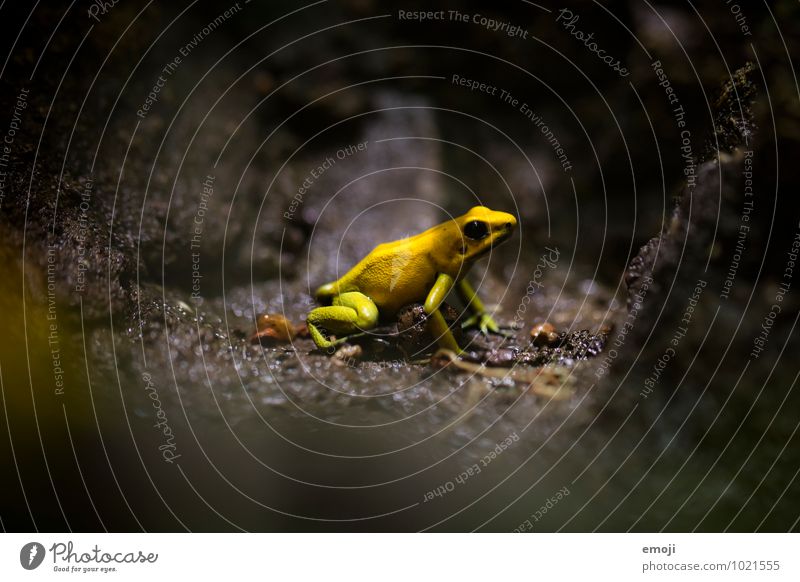 POISONOUS Environment Nature Animal Wild animal Frog Zoo 1 Exceptional Threat Dark Yellow Poison Living thing Colour photo Exterior shot Close-up