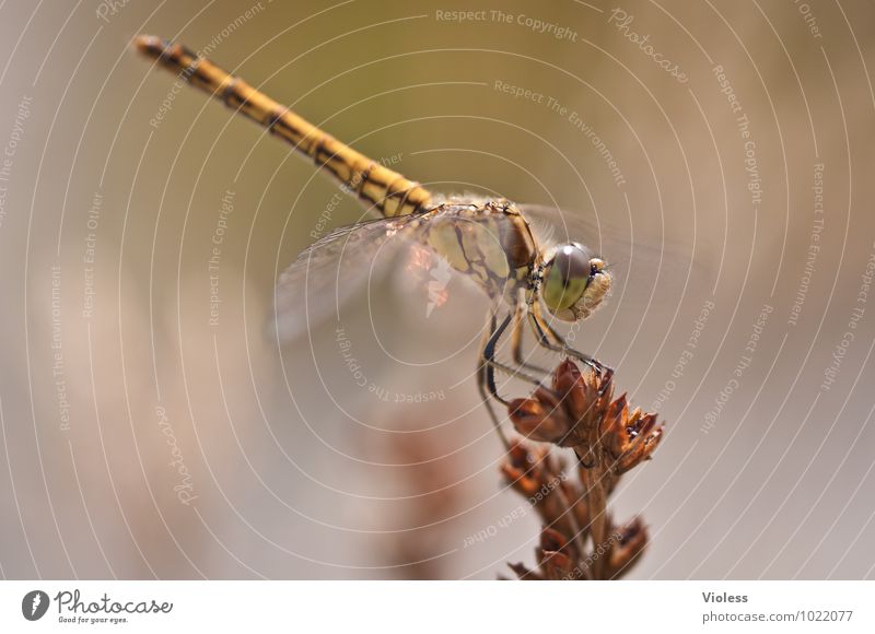 acrobatic Animal Nature Natural Brown Dragonfly Colour photo Exterior shot Macro (Extreme close-up) Deserted Day Sunlight Blur Insect Sympetrum dragonfly