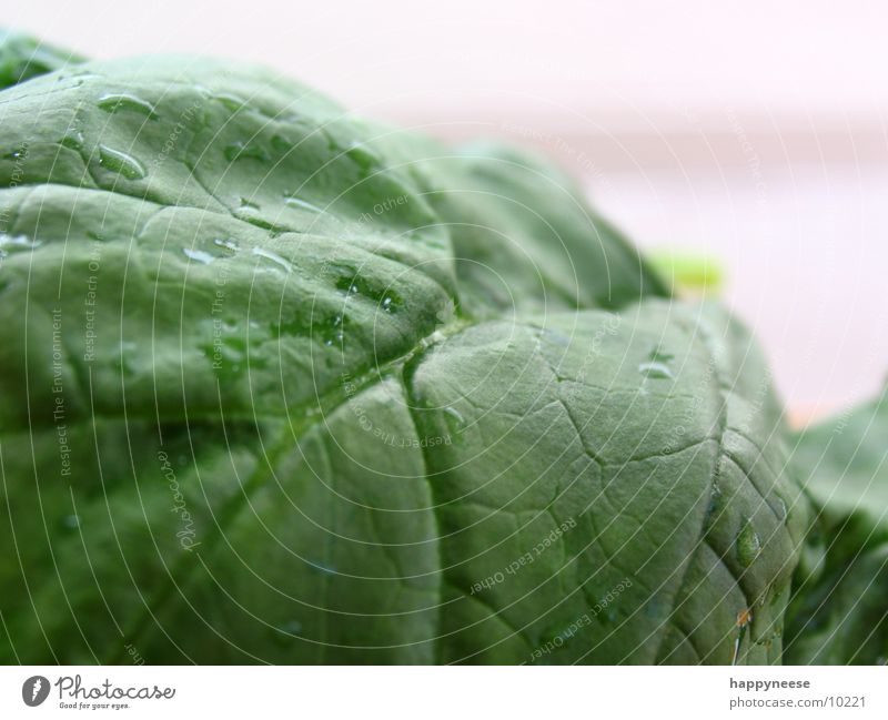 spinach Green Leaf Spinach Macro (Extreme close-up) Spinach leaf Fresh Healthy Eating Vegetarian diet Vegan diet