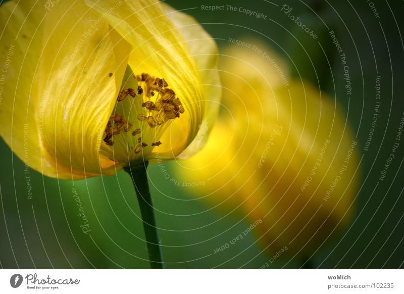 copy Poppy Welsh poppy Yellow Blossom Flower Blossom leave Pollen Spring Park Plant Delicate Abstract Depth of field Visual spectacle Garden Pistil Shadow