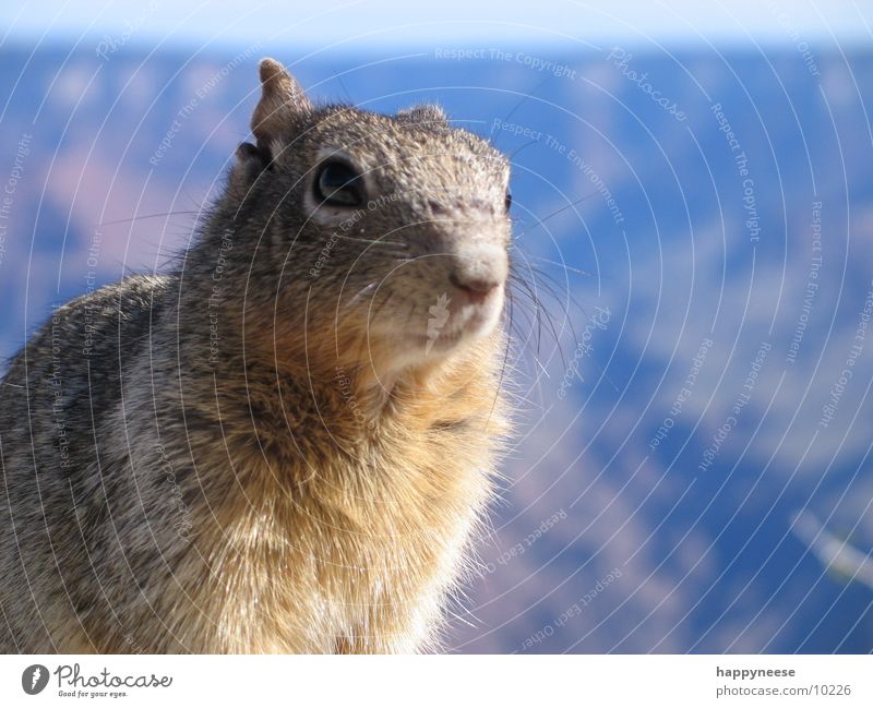 squirrel in the canyon Squirrel Grand Canyon Pelt Odor Transport USA Looking Eyes