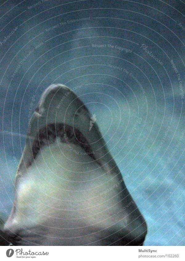 shark Shark Dangerous Ocean Underwater photo Predatory fish Fish Water Threat the great teeth Respect