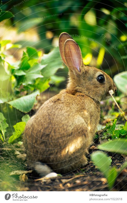 search me... Trip Nature Animal Wild animal Pelt 1 Crouch Hare & Rabbit & Bunny Hide Easter Bunny Duck down Hare ears Colour photo Exterior shot Close-up Day