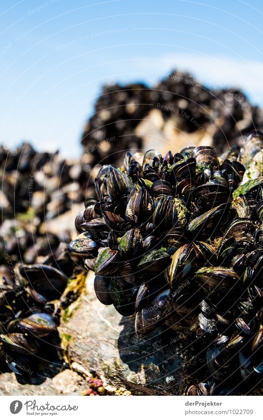 The shell mountain calls Environment Nature Landscape Plant Animal Spring Beautiful weather Rock Coast Lakeside Beach Bay Mussel Flock Athletic Authentic