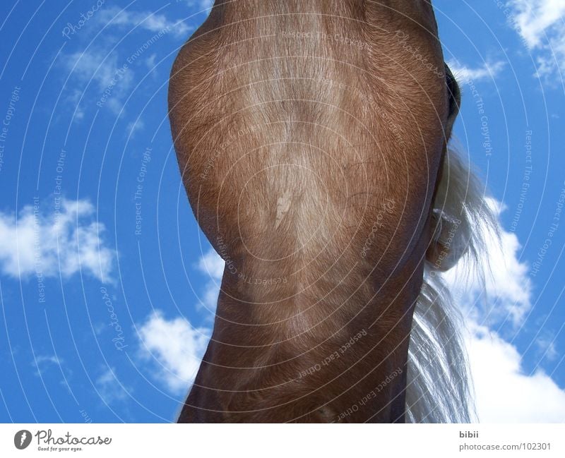Sky horse - Pegasus Clouds Horse Gullet Mane Haflinger Relaxation Dream Dangerous Trust Worm's-eye view Horse's eyes Horse's head Sleep Scratch Animal
