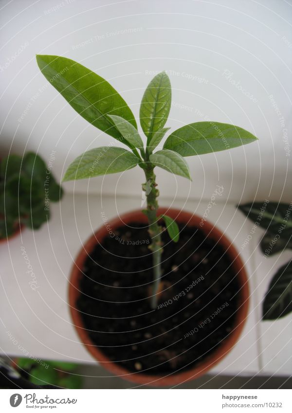 WGplant Plant Pot Bird's-eye view Green Growth Fresh Leaf Avocado Earth