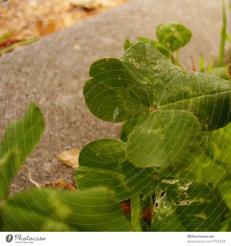 hidden happiness? Clover Cloverleaf Green Good luck charm Coincidence Find Search Meadow Wayside Visible Exceptional Stalk Characteristic Joy 4 leaves Happy