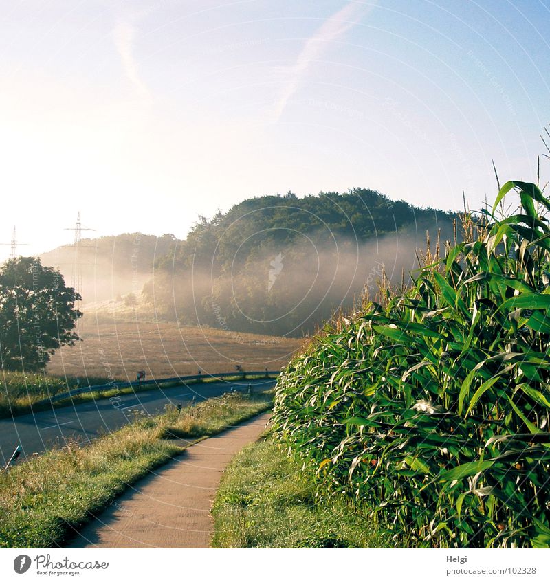 rural landscape with road, bicycle path, cornfield and trees with wafts of mist Fog Fog bank Morning Field Forest Tree Maize field Blossom Grass Green Brown