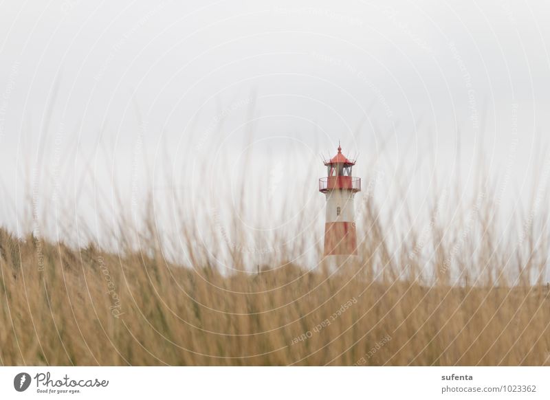 lighthouse Island Nature Landscape Animal Clouds Weather Grass Coast Beach North Sea Lighthouse Tourist Attraction Contentment Schleswig-Holstein Sylt