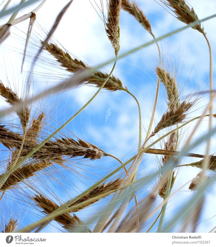 corn Barley Sweet grass Grass Food Worm's-eye view Stalk Blade of grass Summer Sky Barley ear Mature