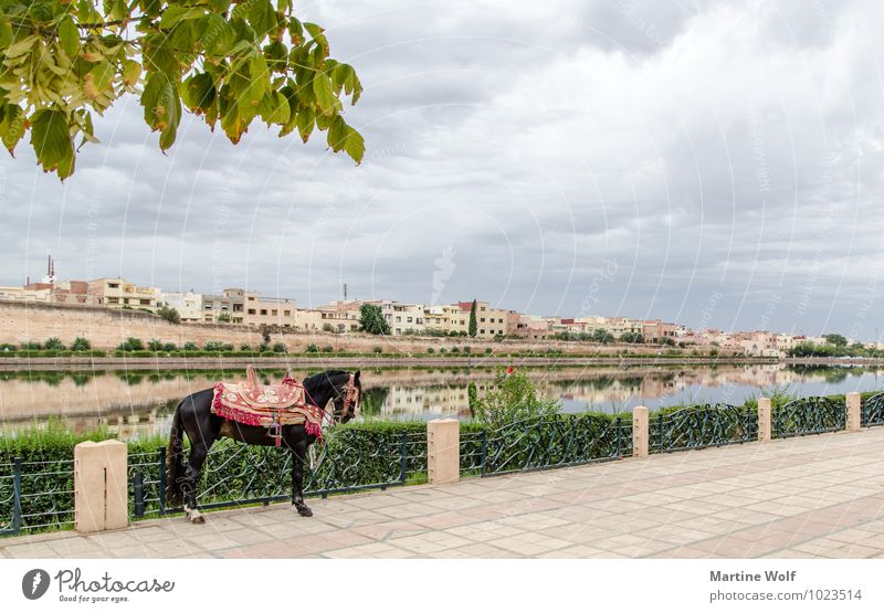 Palace Circle Moulay Ismail Pond Meknes Morocco Africa Town House (Residential Structure) Horse 1 Animal Vacation & Travel Basin Agdal Ville Imperial Reflection