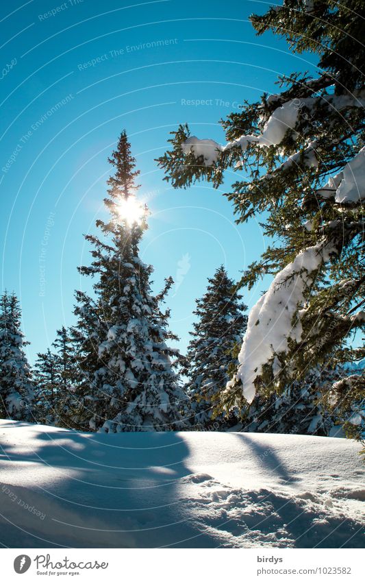 winter forest Nature Landscape Cloudless sky Sun Sunlight Winter Beautiful weather Ice Frost Snow Fir tree Coniferous forest Forest Glittering Illuminate