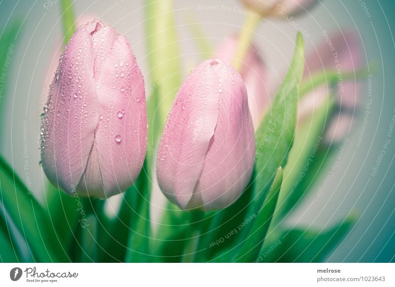 crying tulips Drops of water Winter Flower Tulip Leaf Blossom Flower stem Lily plants Spring Spring flowering plant Blossoming Growth Cry Elegant Beautiful