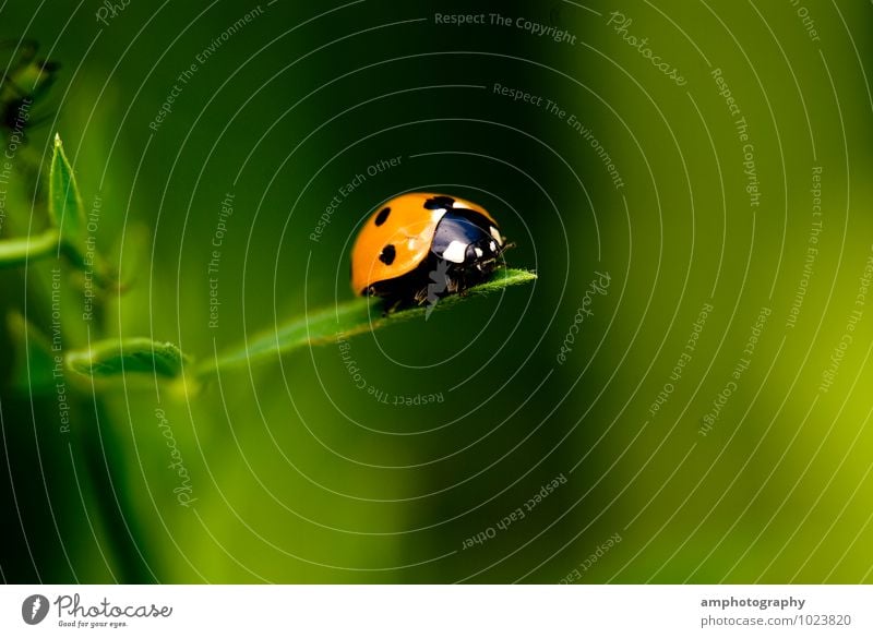 ladybugs Animal Beetle Ladybird 1 Discover To enjoy Crawl Looking Beautiful Green Orange Relaxation Experience Nature Curiosity Risk Environment Far-off places