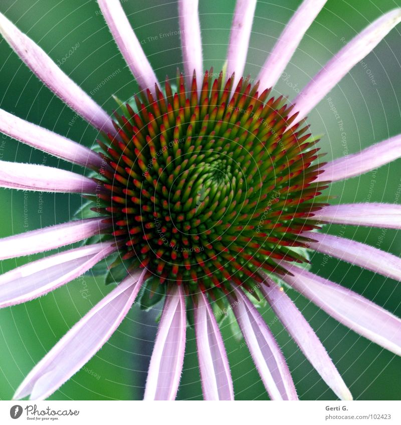 original Flower Blossom Green Wheels Blossom leave Abstract Thorny Purple cone flower Daisy Family Plant Ornamental plant Medicinal plant Sunlight Healthy