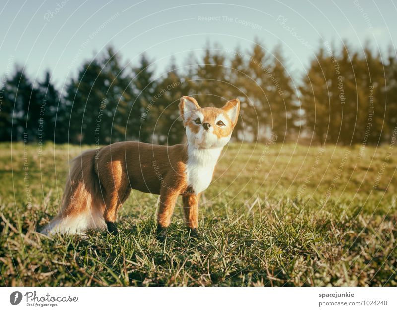 Mr. Fox. Environment Nature Landscape Cloudless sky Spring Winter Beautiful weather Bushes Meadow Field Forest Animal 1 Observe Authentic Exceptional Brown