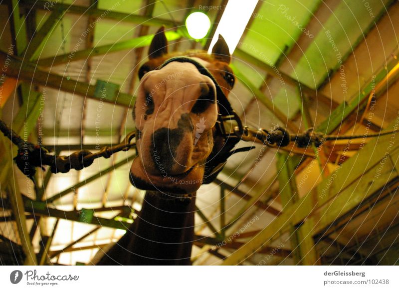 moin! Horse Snout Animal Green Curiosity Light Wood Chained up Mammal Nose Ear Neck Looking Odor Life Bright Rope