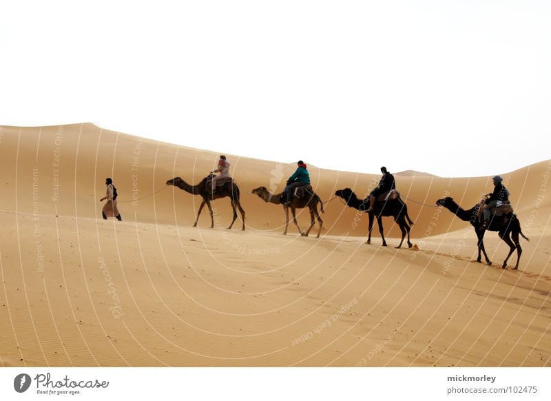 lords of the sand Hot Physics Hiking Adventure Camel Dromedary Fátima Vacation & Travel Morocco Africa Yellow Earth Sand Desert Warmth Brand of cigarettes