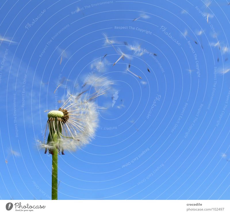 Attention, seed invarsion! Dandelion Blue sky Stalk Offspring Green Propagation Seed Flying Freedom Sail Umbrella