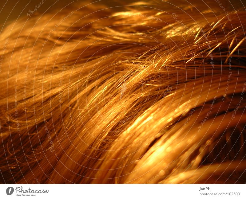 A field..., isn't it?!? Blonde Field Wheat Light Macro (Extreme close-up) Close-up Hair and hairstyles Head Reflection