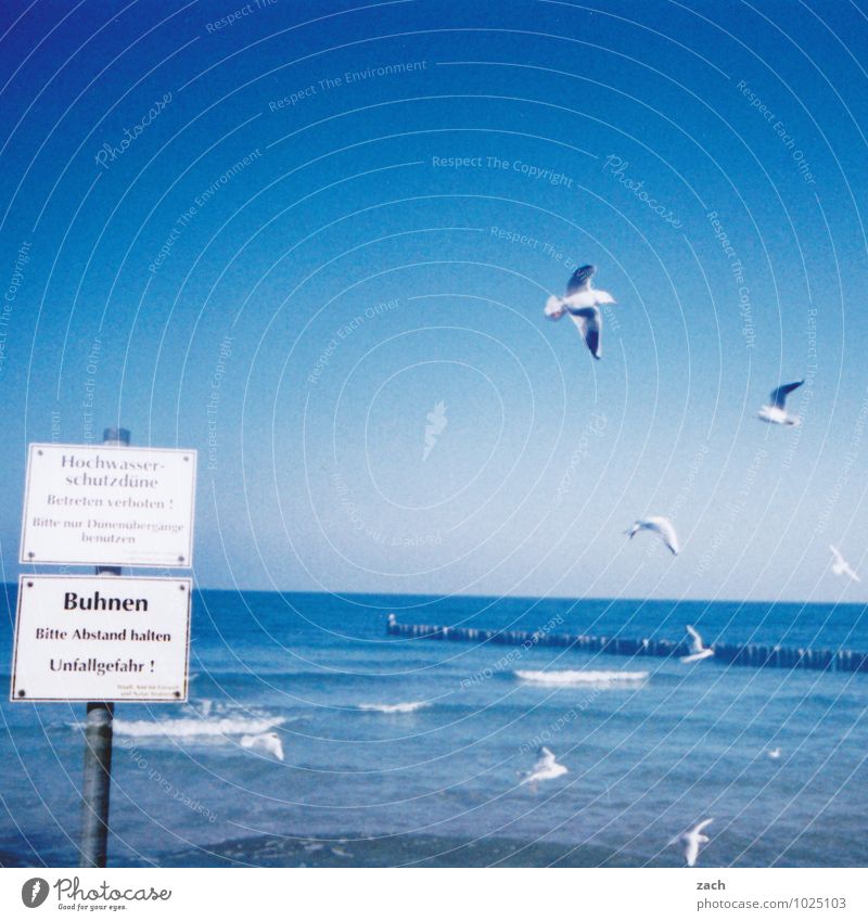 Watermark l good prospects Summer Beach Ocean Waves Nature Cloudless sky Coast Baltic Sea Animal Bird Wing Seagull Group of animals Signs and labeling Signage
