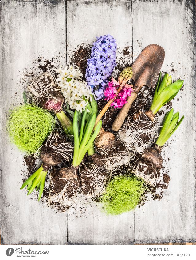 Spring flowers hyacinth with onions, tubers and shovel Style Design Leisure and hobbies Summer Garden Decoration Nature Plant Flower Violet Pink White Composing