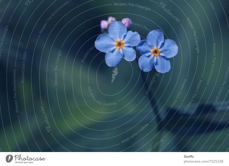 two blue forget-me-not flowers hold together Forget-me-not Domestic blue flowers blue blossoms native wild plants at the same time romantic flowers