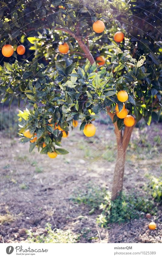 Vitamin C tree. Environment Nature Landscape Esthetic Orange Orange juice Orange tree Tree Health care Healthy Eating Delicious Growth Mature Harvest