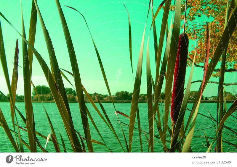 On the lookout Green Beach Summer Common Reed Lake Bushes Body of water Water Sky Bamboo stick Sand Idyll Nature Hiding place Coast
