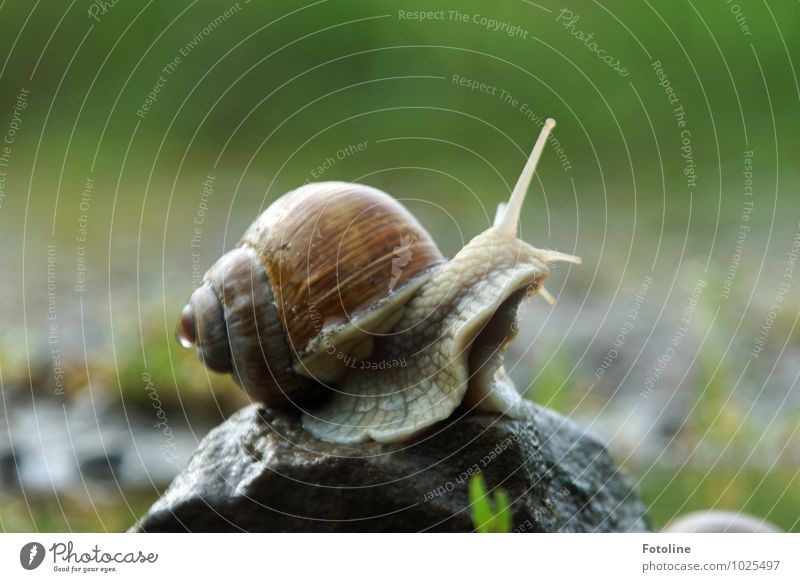 sunbath Environment Nature Plant Animal Elements Water Drops of water Summer Beautiful weather Garden Snail 1 Free Bright Near Wet Natural Brown Green Stone