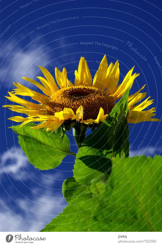 Sunny Sunflower Stalk Yellow Green Clouds Beautiful weather Blossom Flower Plant Living thing Daisy Family Field Good mood Kernels & Pits & Stones Healthy