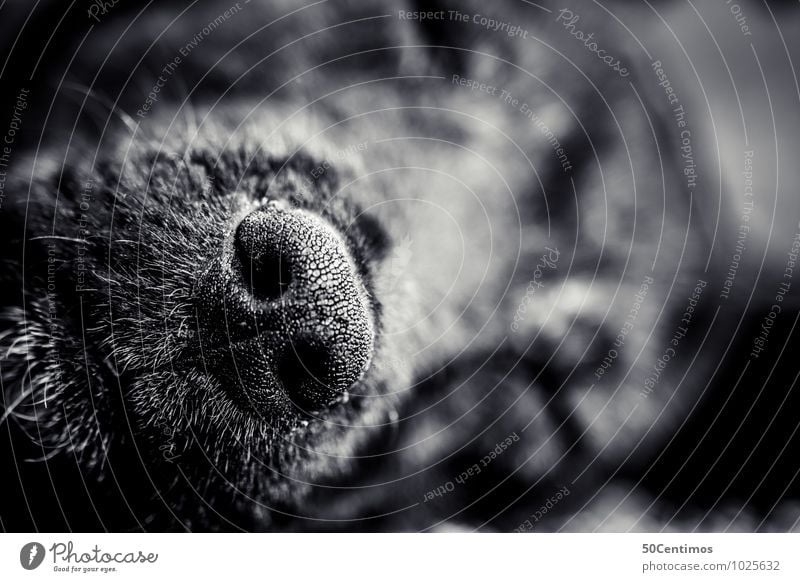 my dogs nose Animal Pet Dog Snout Nose 1 Sleep Happy Love of animals Black & white photo Detail Macro (Extreme close-up) Shallow depth of field