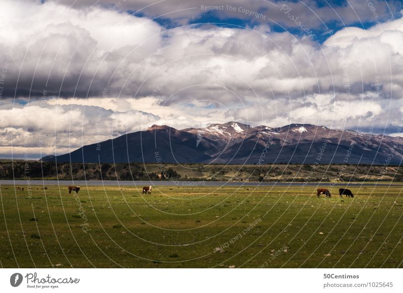 Cows in Argentina Vacation & Travel Trip Mountain Environment Nature Landscape Clouds Spring Summer Autumn Winter Weather Meadow Field Alps Peak Snowcapped peak