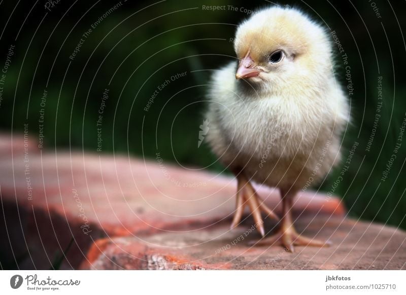 Angry bird Food Meat Nutrition Animal Farm animal Bird Animal face Wing Chick Barn fowl Rooster 1 Baby animal Esthetic Exceptional Blonde Happy Beautiful Cuddly