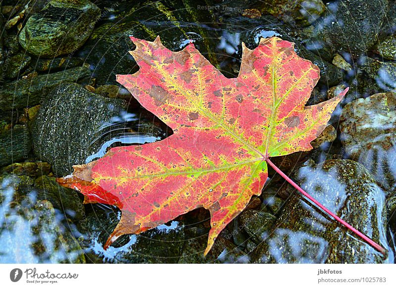 oh canada Environment Nature Plant Tree Leaf Foliage plant Agricultural crop Wild plant Maple tree Maple leaf Hip & trendy Autumnal Autumn leaves Water