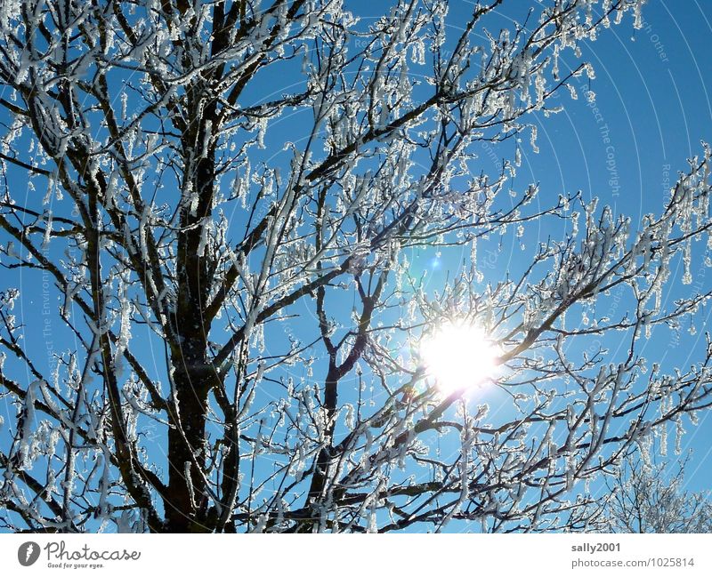 Large headlight... Nature Cloudless sky Sun Sunlight Winter Beautiful weather Snow Tree Illuminate Fantastic Fresh Bright Cold Calm Relaxation Pure Stagnating