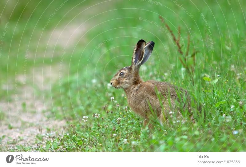 oops, ... Nature Animal Summer Meadow Wild animal Pelt Hare & Rabbit & Bunny 1 Observe Wait Cuddly Natural Cute Brown Green Love of animals Watchfulness