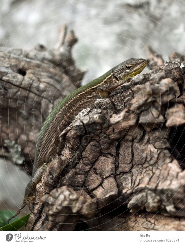 C in green Animal Wild animal Scales Lizards Reptiles 1 Observe Crawl Looking Esthetic Small Natural Green Modest Saurians Lacertidae Colour photo