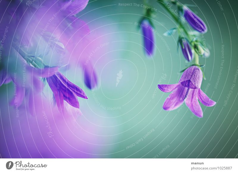 purple Nature Spring Summer Plant Flower Blossom Bluebell Spring colours Spring flower Fragrance Natural Positive Soft Green Violet Turquoise Spring fever