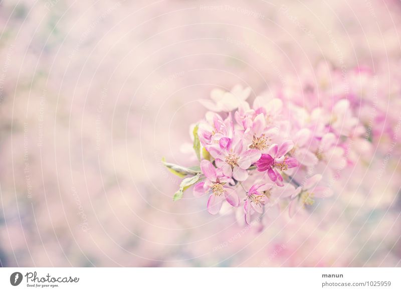 girl's pink Nature Spring Blossom Cherry blossom Spring colours Spring flower Spring flowering plant Fresh Bright Natural Soft Pink White Spring fever Delicate
