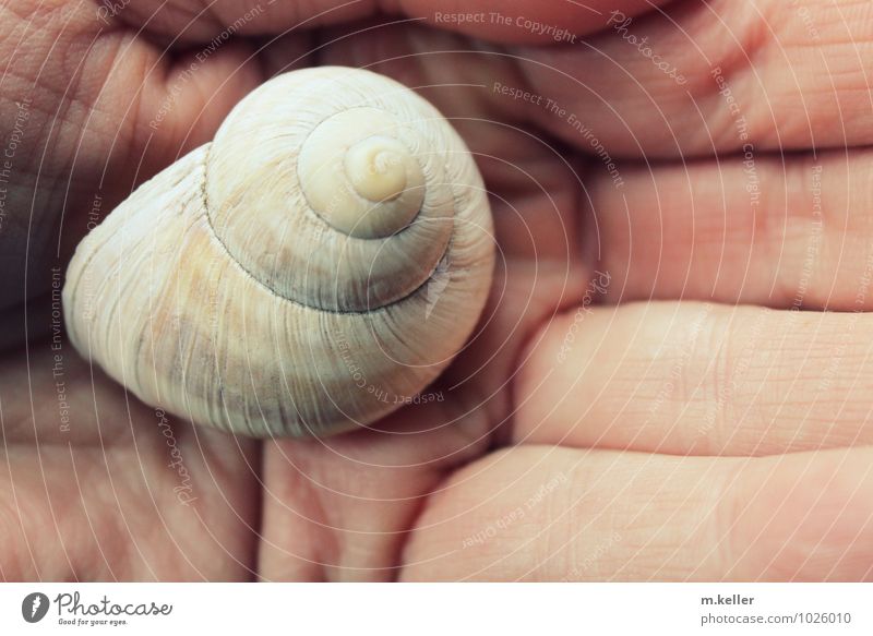 skin, hand, snail shell Beautiful Skin Wellness Well-being Contentment Senses Relaxation Calm Meditation Hand Snail shell Vineyard snail Love of animals Purity