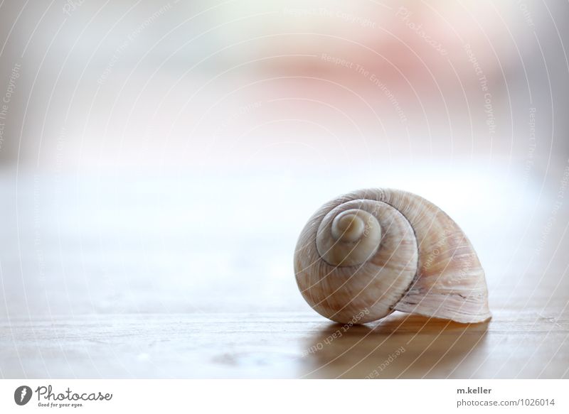 spiral Snail shell Spiral Sadness Safety Protection Concern Grief Death Pain Longing Fear Loneliness End Threat Beautiful Subdued colour