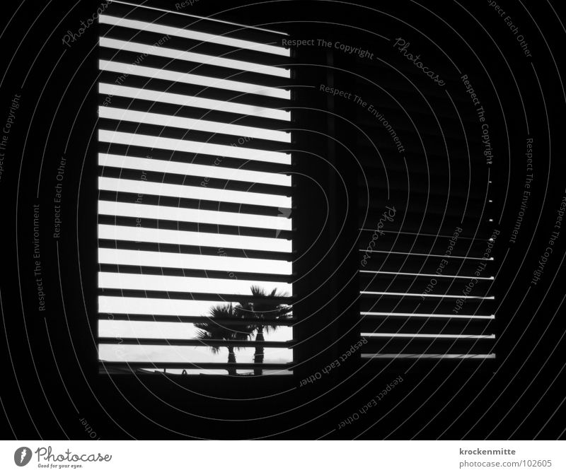 Where am I? Where am I? Window Palm tree Back-light Vacation & Travel Room Shutter Spain Stripe Striped Wake up Morning Black & white photo