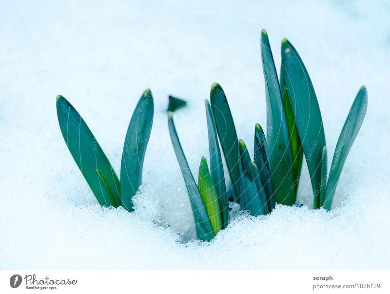 Bulbs nursery Horticulture Floristry Plant Flower Detail Gardening Snow layer Snowscape Botany Growth dormency Bud Ice Covered Exterior shot daffodil Crocus