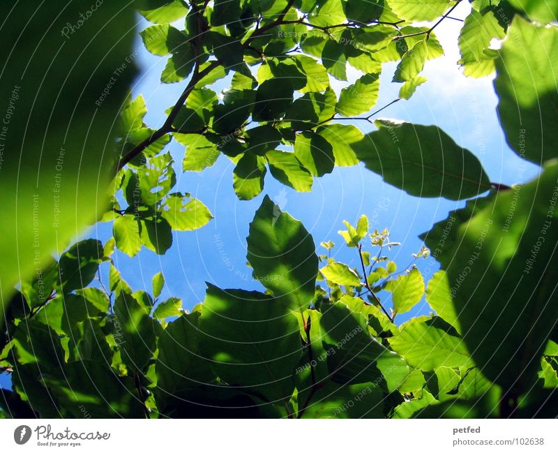 In the Garden of Eden VII Tree Green Leaf Summer Spring Mount Eden Deities Yellow Clouds Blue Sky Branch Tree trunk Weather God Joy Nature