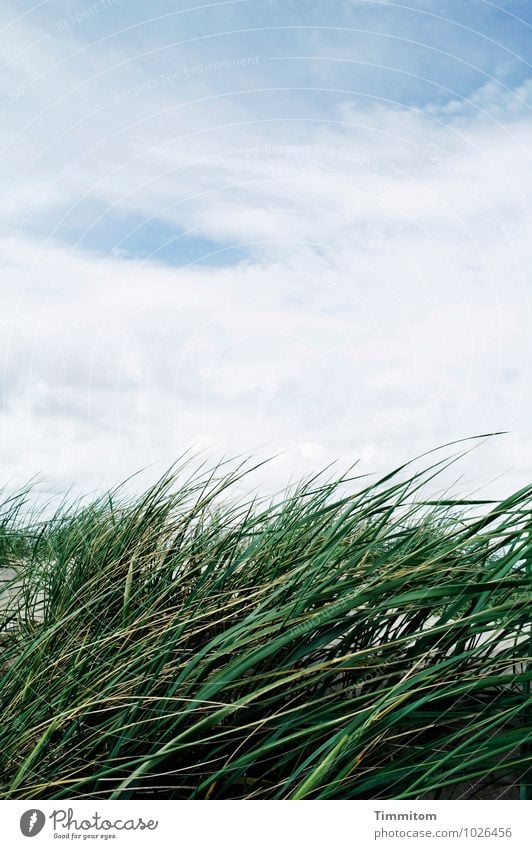 A breeze. Environment Nature Landscape Plant Sand Sky Clouds Summer Beautiful weather Foliage plant Marram grass Dune Denmark Esthetic Simple Natural Blue Green