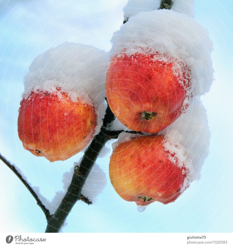 How frozen food grows Environment Nature Winter Climate Ice Frost Snow Plant Tree Agricultural crop Apple Apple tree Fruit trees Garden Freeze Hang Fresh